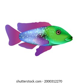 Exotic multicolored fish One tropical fish in cartoon style isolated colorful vector illustration.