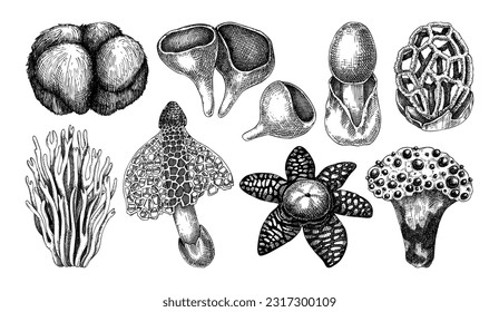 Exotic mushroom sketches set. Hand-drawn fungi illustration in vintage style. Exotic forest plant vector collection. Weird mushroom drawings isolated white background for prints, packaging, posters