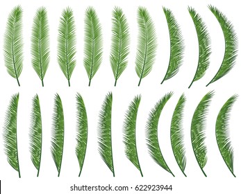Exotic nature vector set, tropical palm leaves collection isolated on white background. Botanical illustration with tropic tree branches. Jungle green palm leaf floral elements. Equatorial greenery.