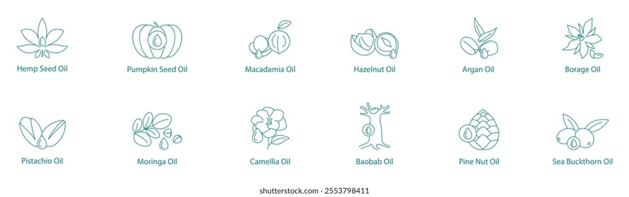 Exotic and Nutritious Seed Oils Vector Icon Set: Hemp, Pumpkin, Macadamia, Hazelnut, Argan, Borage, Pistachio, Moringa, Camellia, Baobab, Pine Nut, Sea Buckthorn 