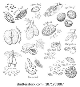 Exotic nuts and fruits with names. Collection of hand drawings