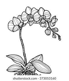 Exotic orchid flower, forest wild plant. Vector engraving botany artwork. Coloring book page for adult. Bohemia concept for invitation card, ticket, branding, boutique logo, label, emblem. Black white
