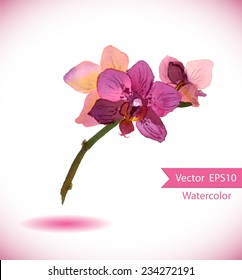 Exotic orchid flower. Vector watercolor botanic illustration