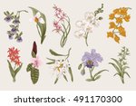 Exotic orchid set. Botanical vector vintage illustration. Design elements. Colorful.