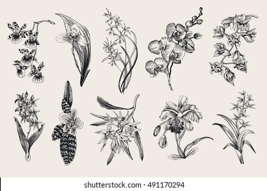 Exotic orchid set. Botanical vector vintage illustration. Design elements. Black and white