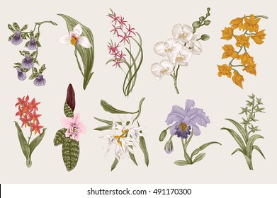 Exotic orchid set. Botanical vector vintage illustration. Design elements. Colorful.