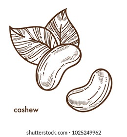 Exotic oriental tasty cashew nuts with big leaves