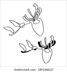 Exotic ornamental plant.Image on a white background. Line graphics.