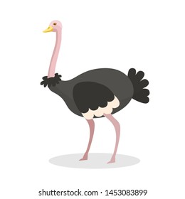 Exotic ostrich flat vector illustration. Big flightless bird with strong legs and long neck. African fauna, tropical wildlife. Savannah, zoo mascot side view. Fast wild animal with dark plumage