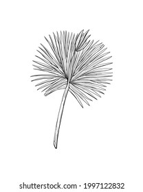 Exotic palm leave in sketch style, isolated vector illustration. Leave of palm tree in linear doodle style. Botanical minimalist print of exotic leave, sketch design.