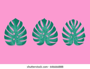 Exotic palm leaves. Monstera leaves on millennial pink background. Three different monstera leaves.