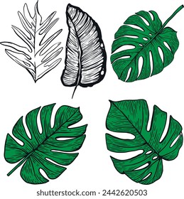 Exotic palm leaves. Vector leaves, set of different options.