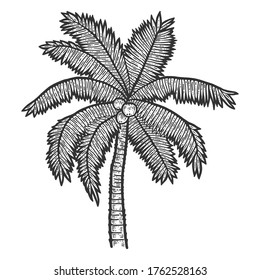 Una palmera exótica con cocos. Esbozar la imitación de tablero de arañazos. Blanco y negro. Grabando ilustración vectorial.