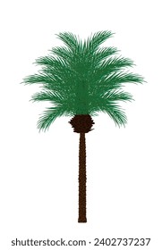 Exotic palm tree vector illustration isolated on white background. Decorative tropical garden plant.