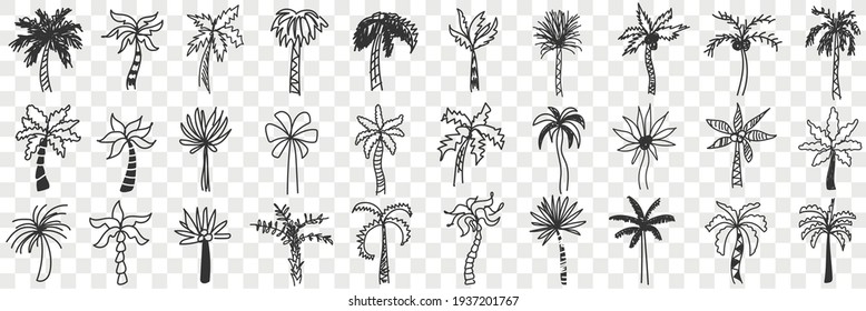 Exotic palm trees doodle set