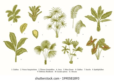 Exotic palms. Vector vintage botanical illustration. Set