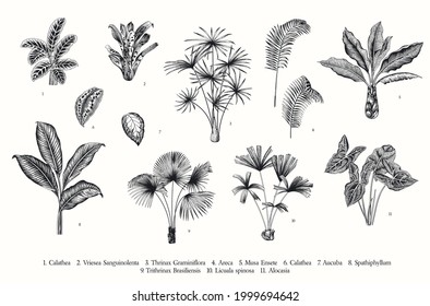 Exotic palms. Vector vintage botanical illustration. Set. Black and white