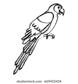 exotic parrot tropical bird