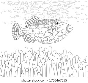 Exotic parrotfish swimming over stinging tentacles an anemone an amazing tropical coral reef in warm southern sea  black   white vector cartoon illustration for coloring book page