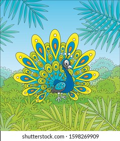 Exotic peacock with a large ornate tail walking on green grass against the tropical background of bushes and palm branches on a summer day, vector cartoon illustration
