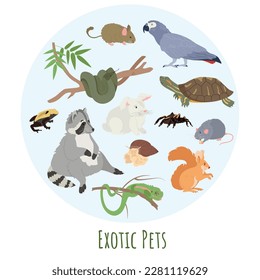 Exotic pets and fauna concept with racoon and spider flat vector illustration