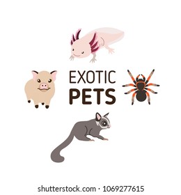 Exotic pets: micro pig, axolotl, tarantula spider and sugar glider. Set of vector illustrations in flat style. Isolated on white background.