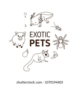 Exotic pets (micro pig, axolotl, tarantula spider and sugar glider) and their food (pear, worm, cricket and banana). Set of monochrome contour vector illustrations in flat style. Isolated on white.