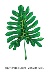 Exotic philodendron split leaf. Vector cartoon illustration