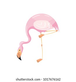 Exotic pink flamingo bird vector Illustration