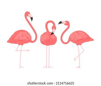 Exotic pink flamingos birds. Flamingo with pink rose feathers stand on one leg in wild african fauna. Zoo feather rosy plumage cute flam bird cartoon vector isolated set illustration