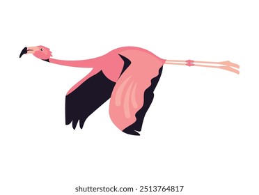 exotic pink flemish bird flying isolated