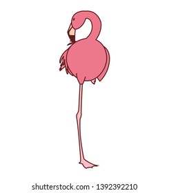 exotic pink flemish bird sleeping