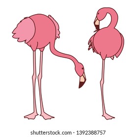 exotic pink flemish couple birds with different poses