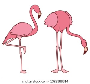 exotic pink flemish couple birds with different poses