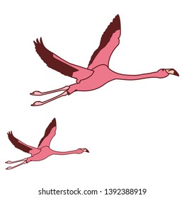 exotic pink flemish couple birds flying