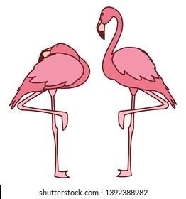 exotic pink flemish couple birds with different poses