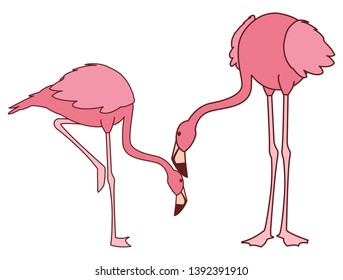 exotic pink flemish couple birds with heads down