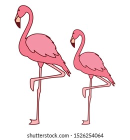 exotic pink flemish couple birds with heads up vector illustration design