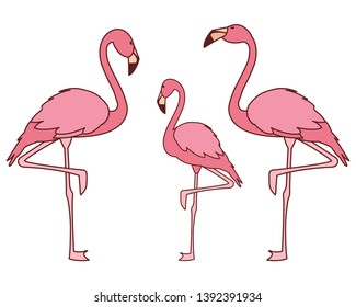 exotic pink flemish family birds