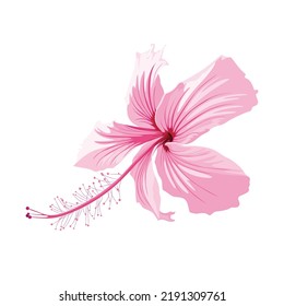 Exotic pink hibiscus flower isolated on white background. Floral element. 