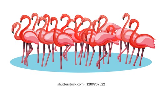 Exotic pink purple flamingo birds crowd group gathering flamboyance. Long neck, beak, body, feather drawing. Summer party banner poster promo advertice or web block design isolated on white