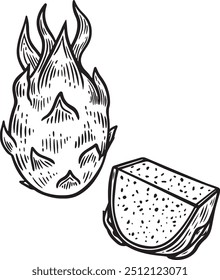Exotic pitaya fruit line drawing vector isolated on white background.