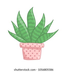 Exotic plant haworthia fasciata isolated on white background. Typical room plant grown  indoors for home decoration.