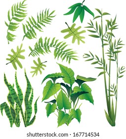 exotic plant leaves design element vector collection set