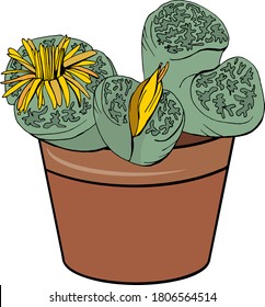 Exotic plant lithops isolated on white background. Tipical room plant grown  indoors for home decoration. 