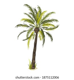 Exotic plant with long green leaves and thin stem. Vector type of tropical blooming plant, botanical, nature, oasis, summertime and desert island idea isolated on white background