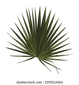 Exotic plant of palmetto flower, isolated tropical leaves of summer or spring. Flora and vegetation, botany bushes details of organic flowers. Fan palm leaves.