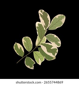 Exotic plant vector design with two colors white and green.