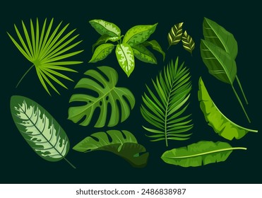 Exotic plants with different tropical leaves isolated on dark background.