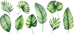 Exotic Plants, Palm Leaves, Monstera On An Isolated White Background, Watercolor Vector Illustration
